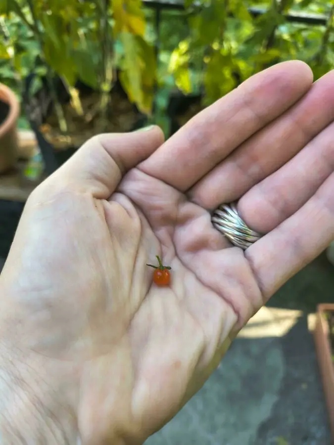 Miniature Harvest (19 pics) Miniature Harvest (19 pics)