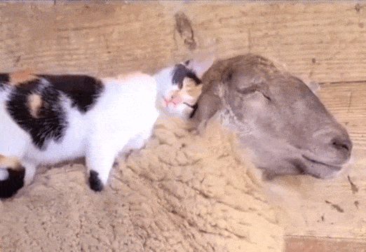 Acid GIFs, September 10 (25 gifs)
