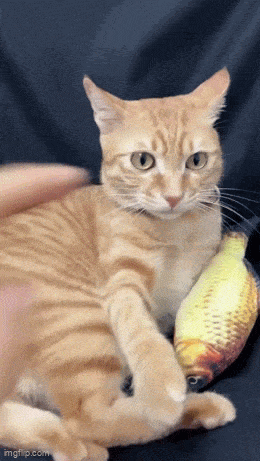 Acid GIFs, September 15 (25 gifs)