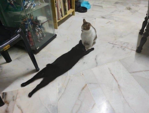 Perfect Camouflage (16 pics)