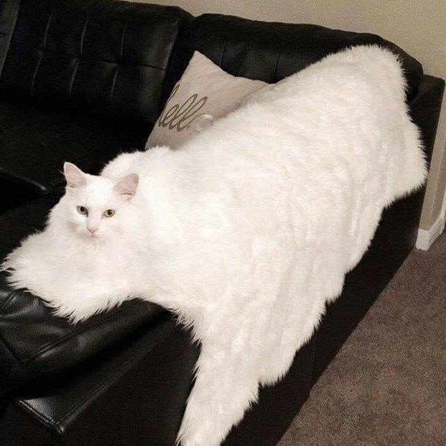 Perfect Camouflage (16 pics)