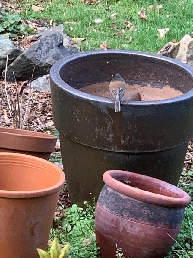 Perfect Camouflage (16 pics)