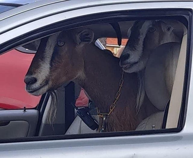 What Is Going On Here? (15 pics)
