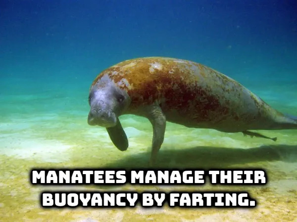 Random Facts (17 pics) Random Facts (17 pics)