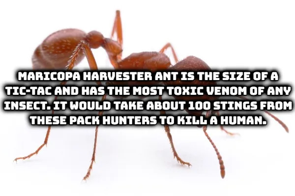 Random Facts (17 pics) Random Facts (17 pics)