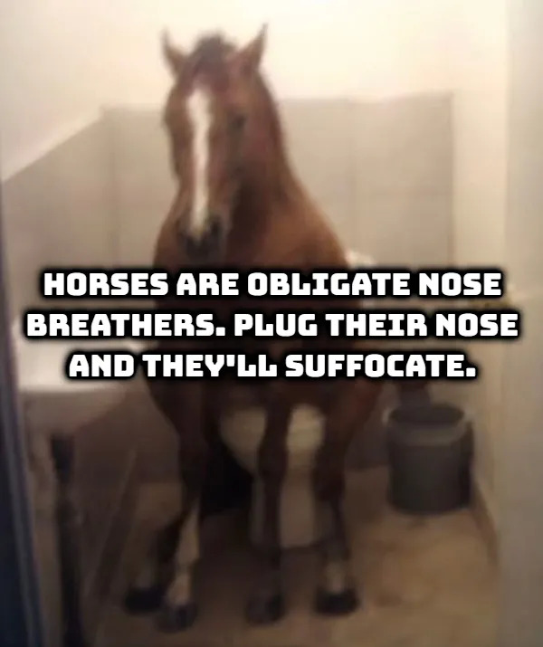 Random Facts (17 pics) Random Facts (17 pics)