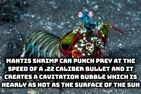 Random Facts (17 pics) Random Facts (17 pics)