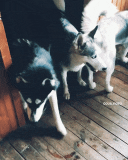 Acid GIFs, September 18 (25 gifs) Acid GIFs, September 18 (25 gifs)