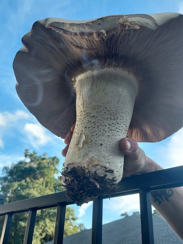 Giant Things (17 pics) Giant Things (17 pics)