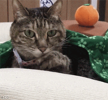 Acid GIFs, September 24 (25 gifs) Acid GIFs, September 24 (25 gifs)
