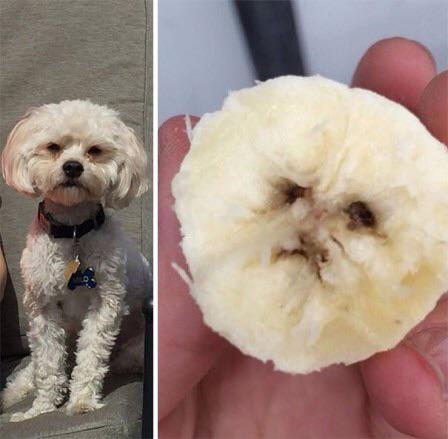 This Is Pareidolia (21 pics)