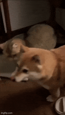 Acid GIFs, October 2 (25 gifs)